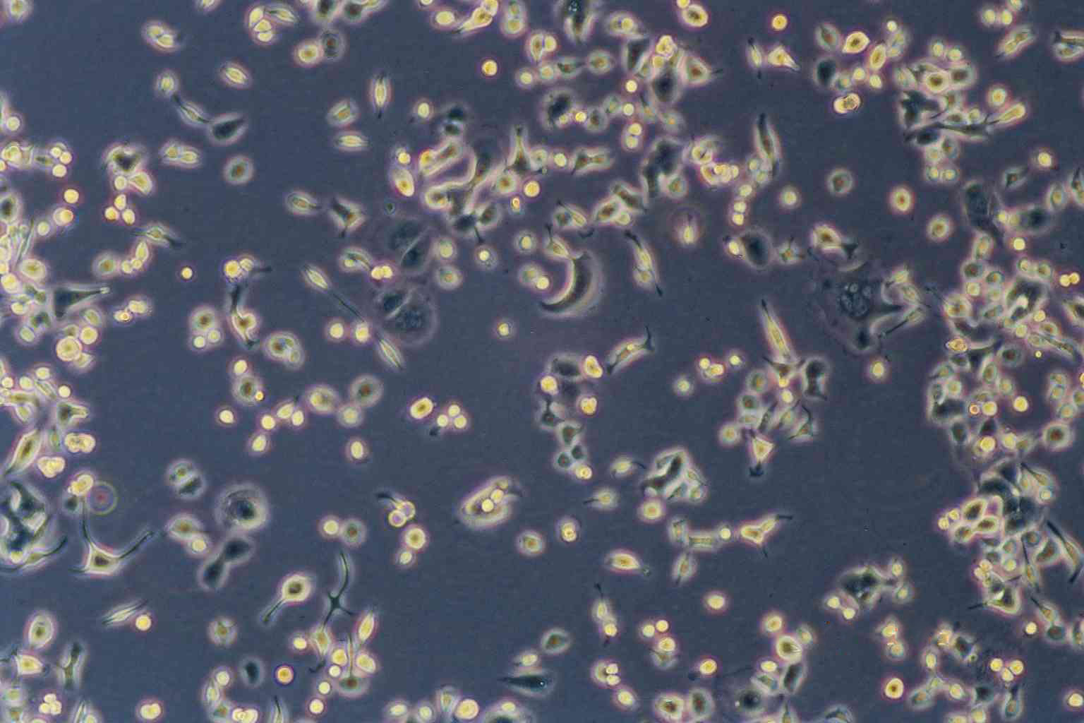 A-431 Fresh Cells|人皮肤鳞癌细胞(送STR基因图谱),A-431 Fresh Cells