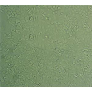 PLA-801D Fresh Cells|人高转移肺癌细胞(送STR基因图谱)