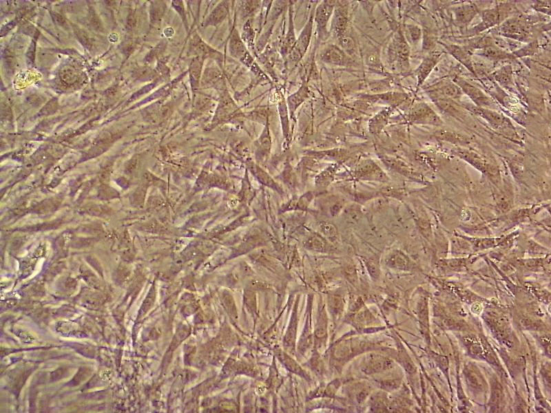 H4-II-E-C3 Fresh Cells|大鼠肝癌细胞(送STR基因图谱),H4-II-E-C3 Fresh Cells