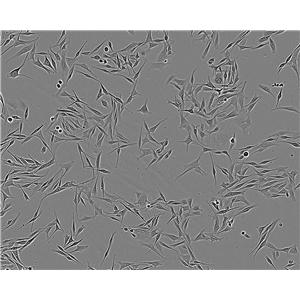 COLO 829 Fresh Cells|人黑色素瘤细胞(送STR基因图谱)