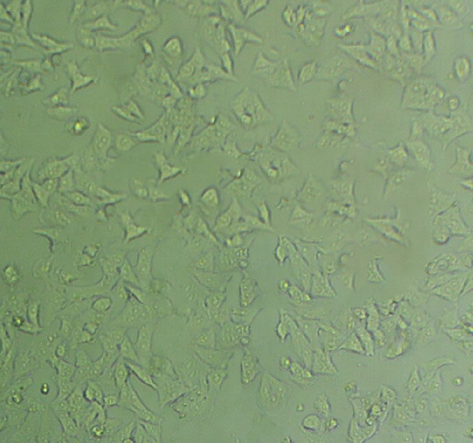 MLO-Y4 Fresh Cells|小鼠骨样细胞(送STR基因图谱),MLO-Y4 Fresh Cells