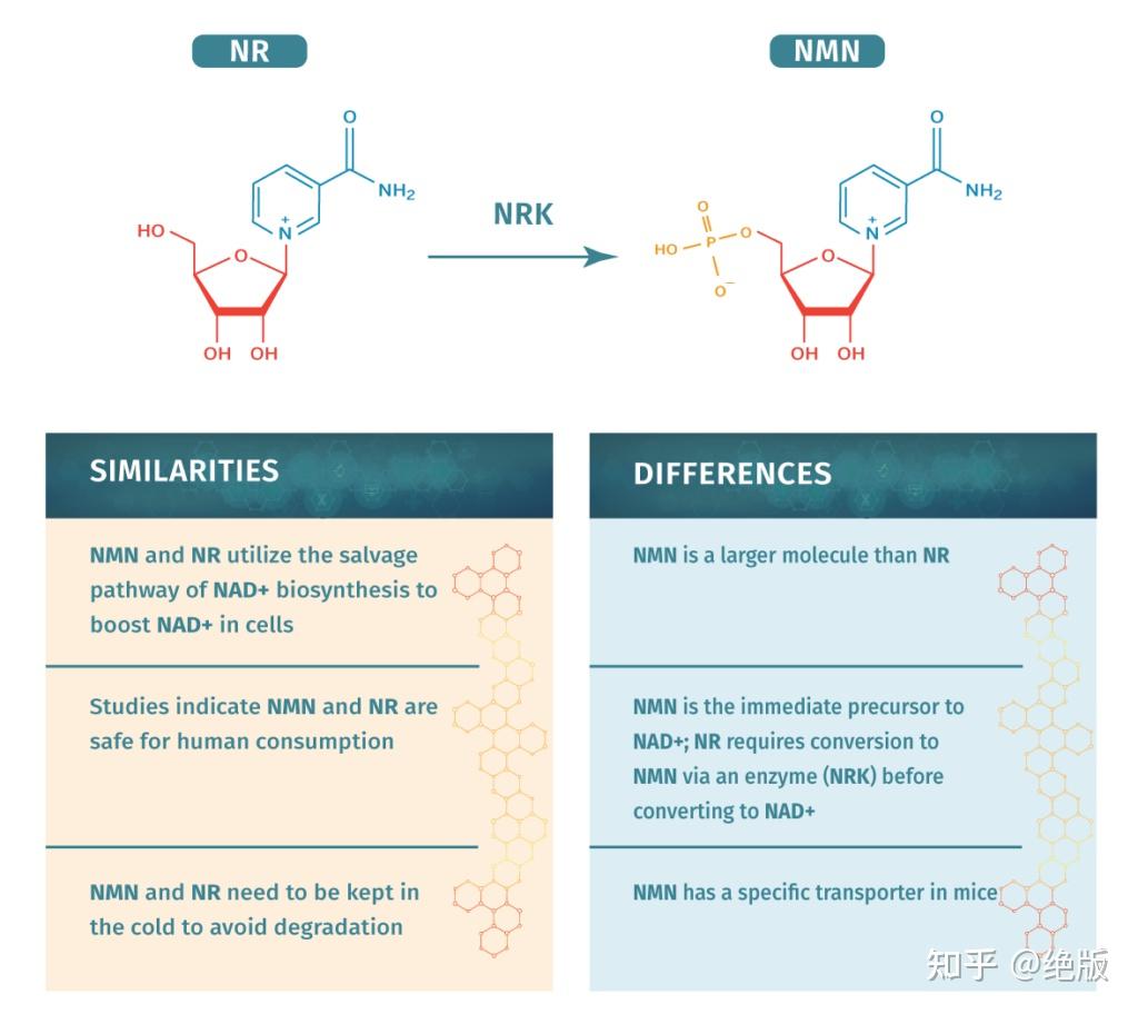 煙酰胺核糖 NR,Nicotinamide mononucleotide