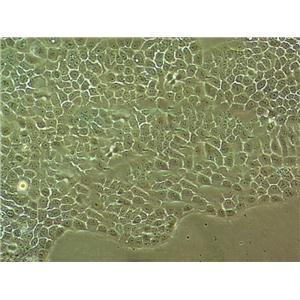 NSC-34 Fresh Cells|鼠神经元细胞(送STR基因图谱)