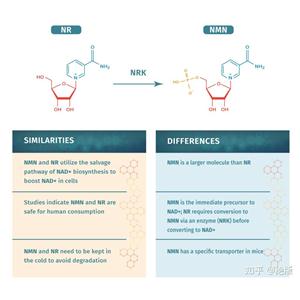 煙酰胺核糖 NR,Nicotinamide mononucleotide