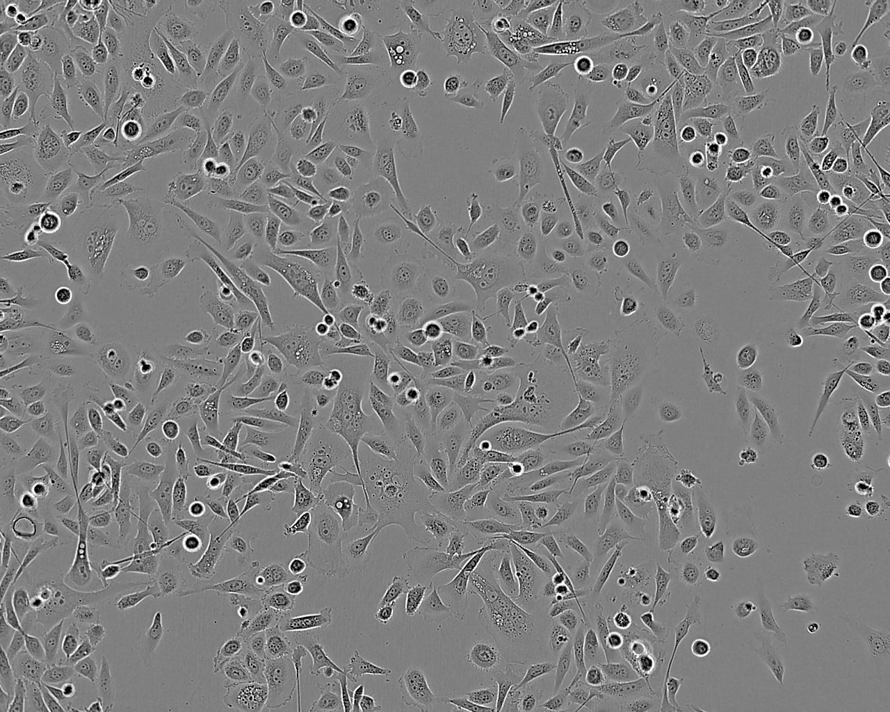 C-28/I2 Fresh Cells|人正常软骨细胞(送STR基因图谱),C-28/I2 Fresh Cells