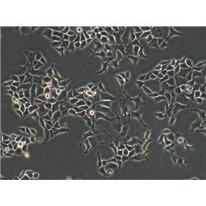 HIEC-6 Fresh Cells|正常人肠上皮细胞(送STR基因图谱),HIEC-6 Fresh Cells