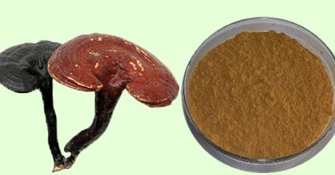 靈芝提取物    靈芝多糖30%   靈芝三帖,Reishi  Extract