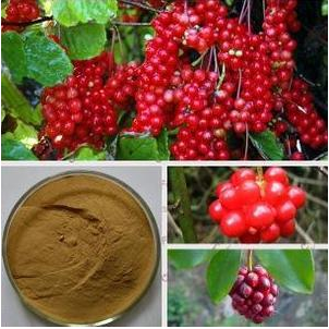 五味籽提取物,DeoxyschizandrinSchisandra chinensis extract