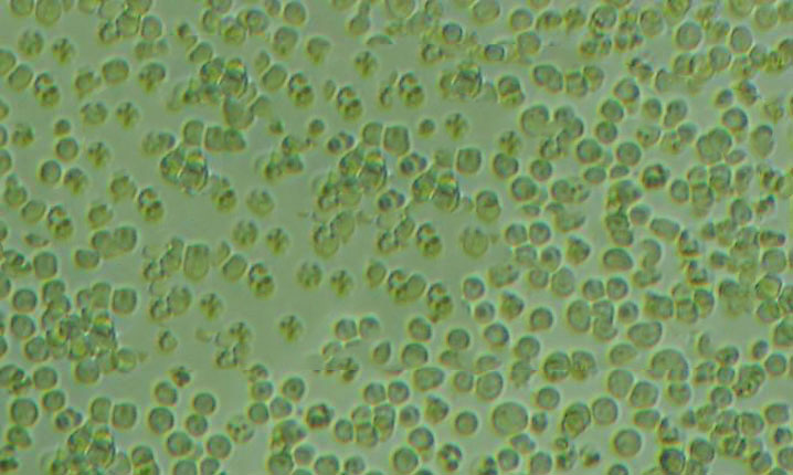 Anti-Mast Cell Chymase:肥大细胞类糜蛋白酶1抗体,Anti-Mast Cell Chymase