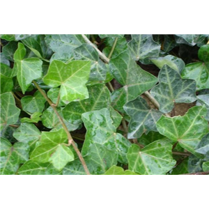 常春藤提取物,Ivy, Hedera helix, ext