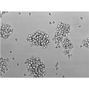 HCC4006 Cells|人肺癌腺癌克隆细胞(包送STR鉴定报告)