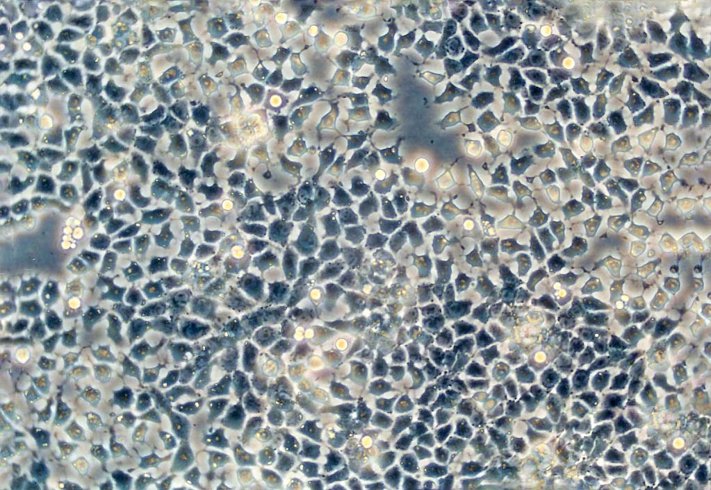 Vero Cells|非洲绿猴肾克隆细胞(包送STR鉴定报告),Vero Cells