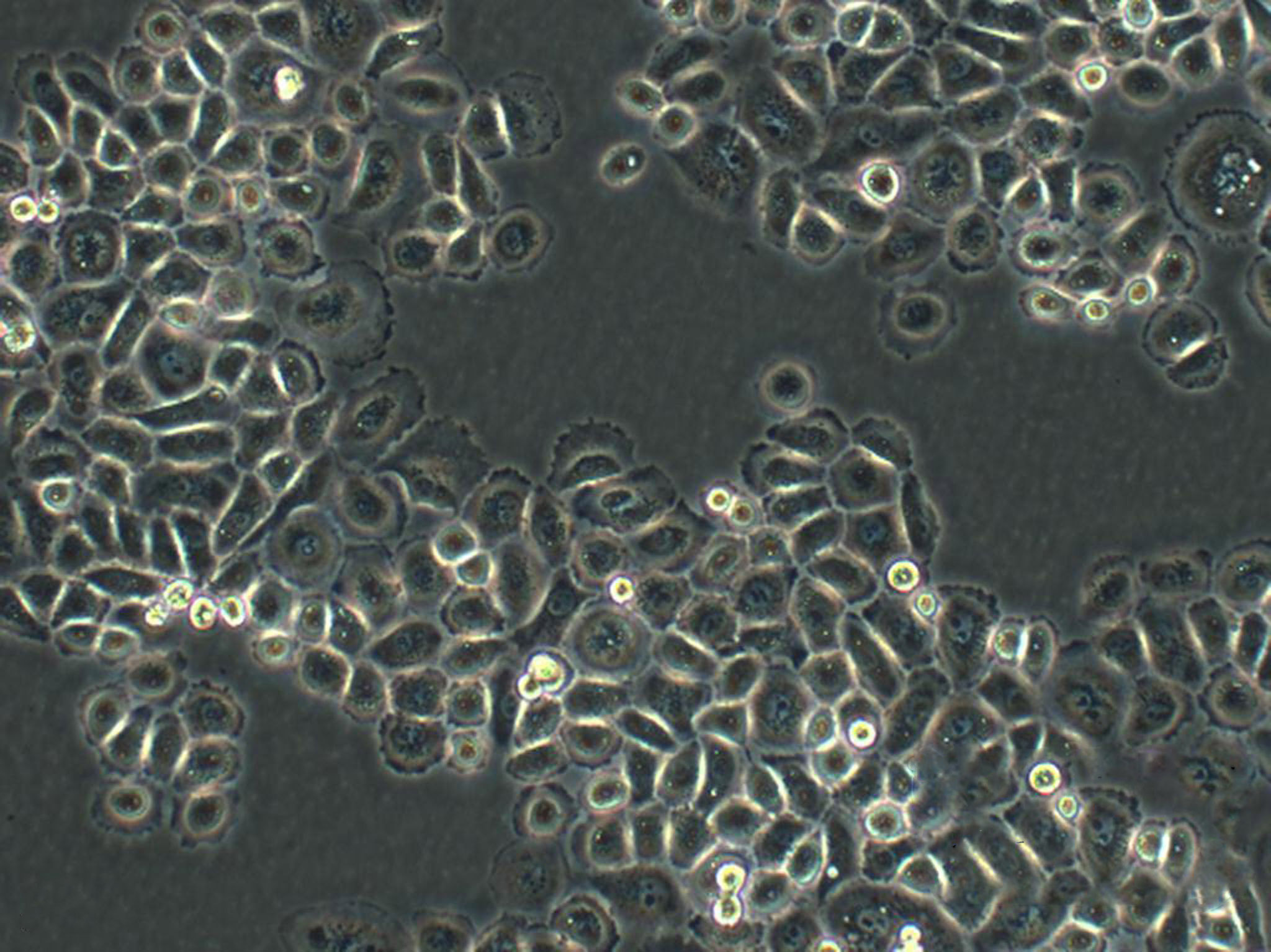RGE:大鼠肾小球内皮复苏细胞(提供STR鉴定图谱),RGE