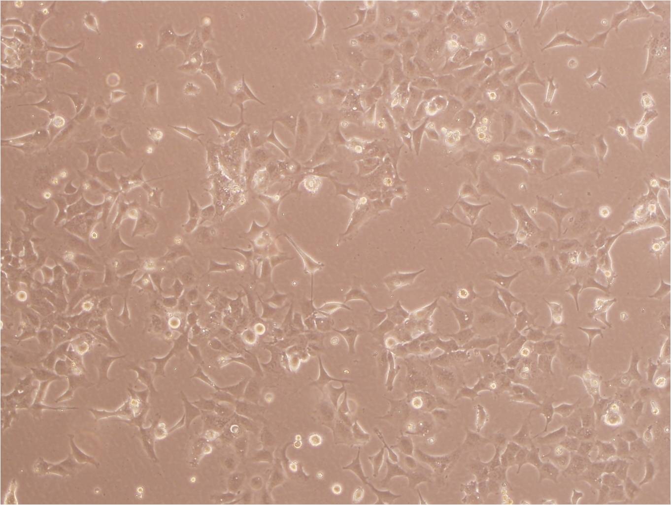 TH1:小鼠调节T复苏细胞(提供STR鉴定图谱),TH1