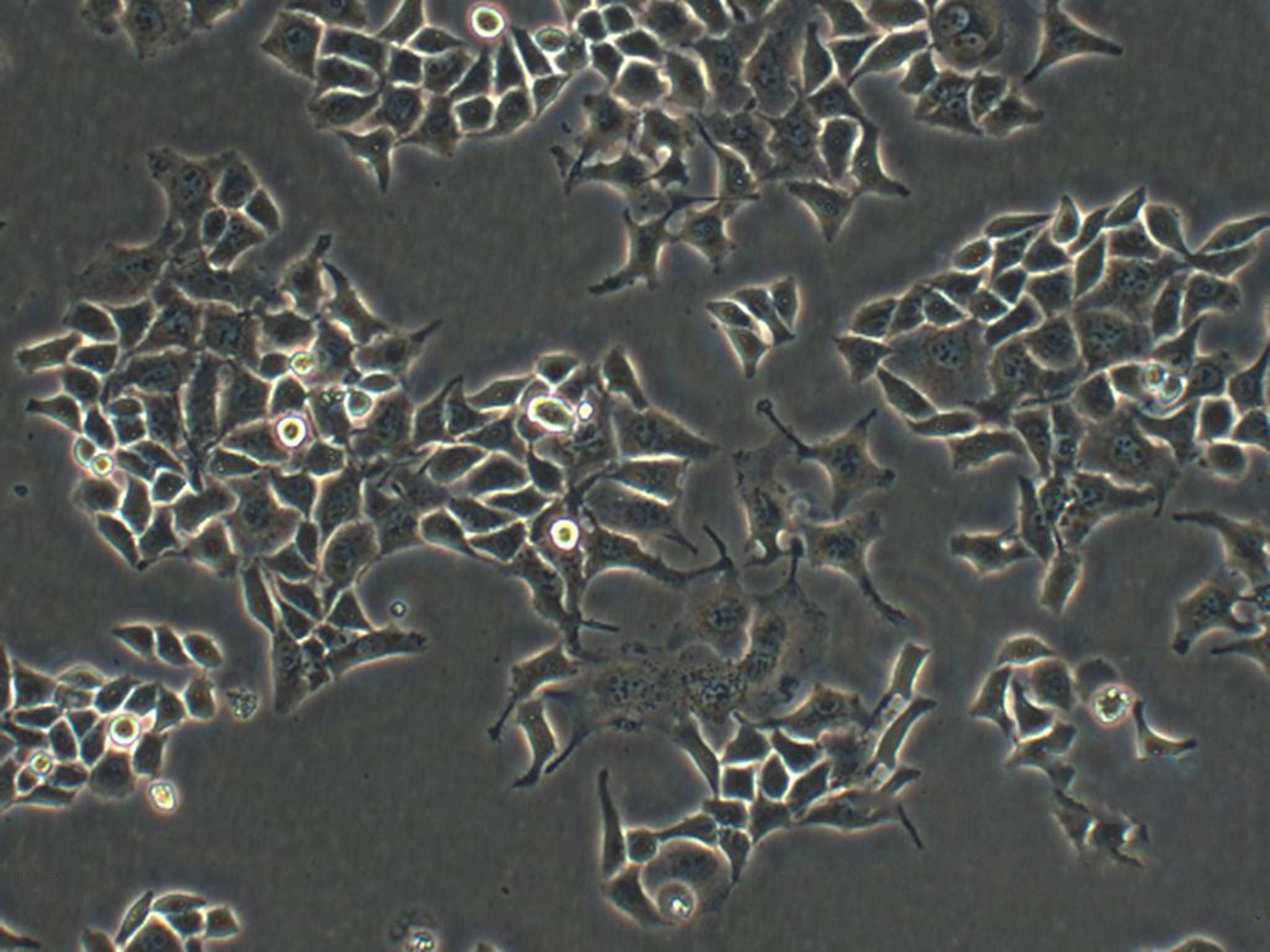 NCI-H250 Cells|人小细胞肺癌克隆细胞(包送STR鉴定报告),NCI-H250 Cells
