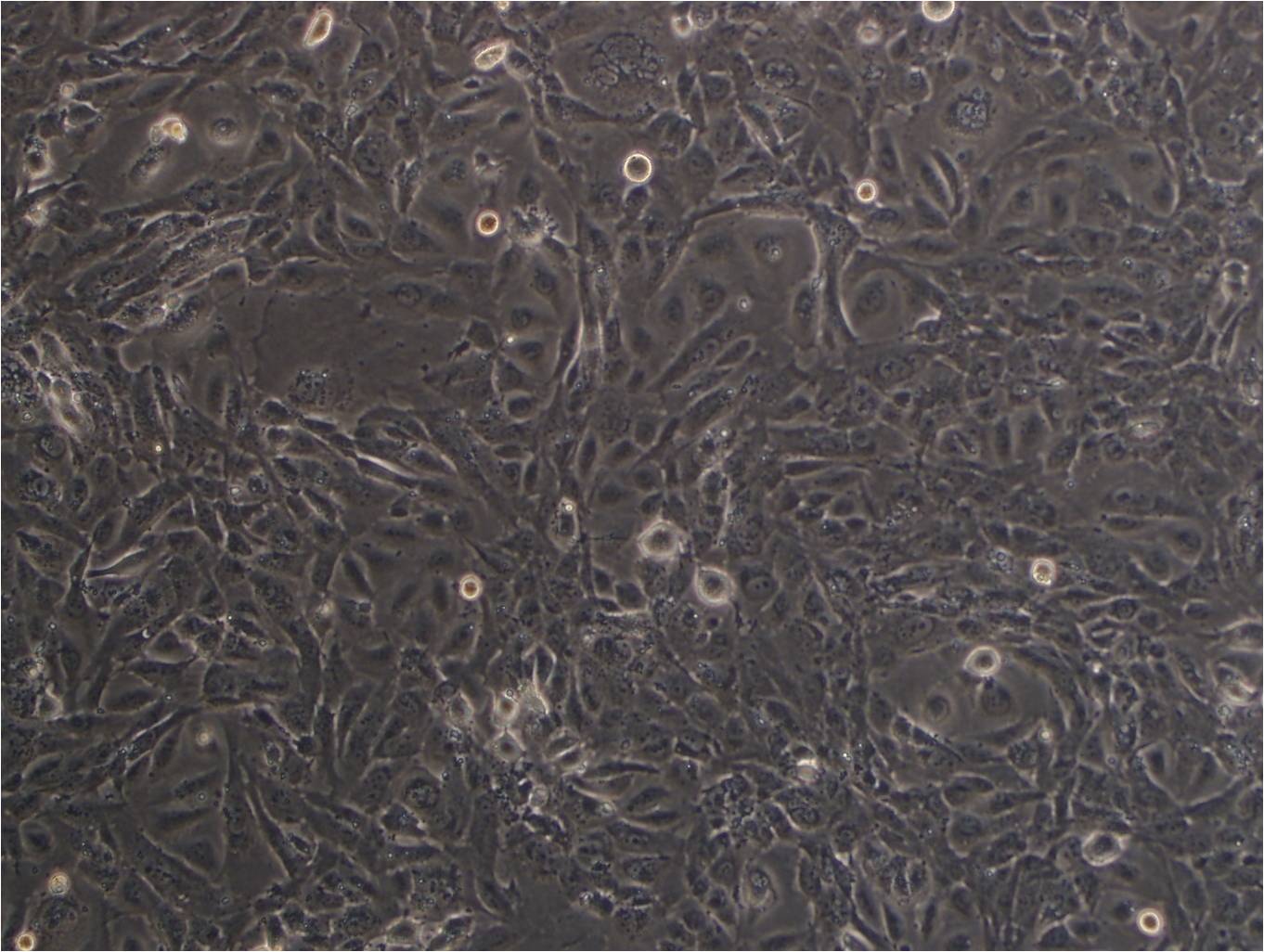 N9:小鼠小胶质复苏细胞(提供STR鉴定图谱),N9
