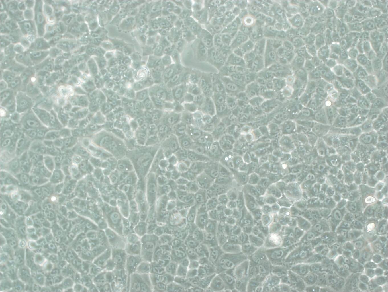 RTE:大鼠气管上皮复苏细胞(提供STR鉴定图谱),RTE