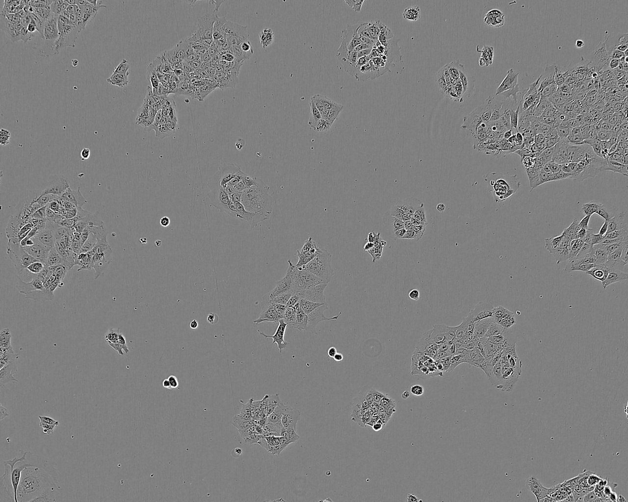 COS-7:SV40转化的非洲绿猴肾复苏细胞(提供STR鉴定图谱),COS-7:SV40