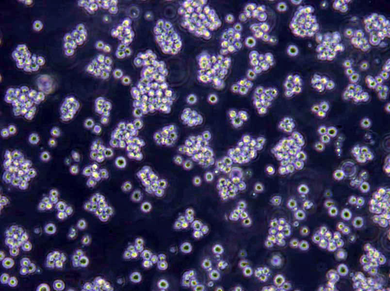 RBL-2H3 Cells(赠送Str鉴定报告)|大鼠嗜碱性粒细胞性白血病细胞,RBL-2H3 Cells