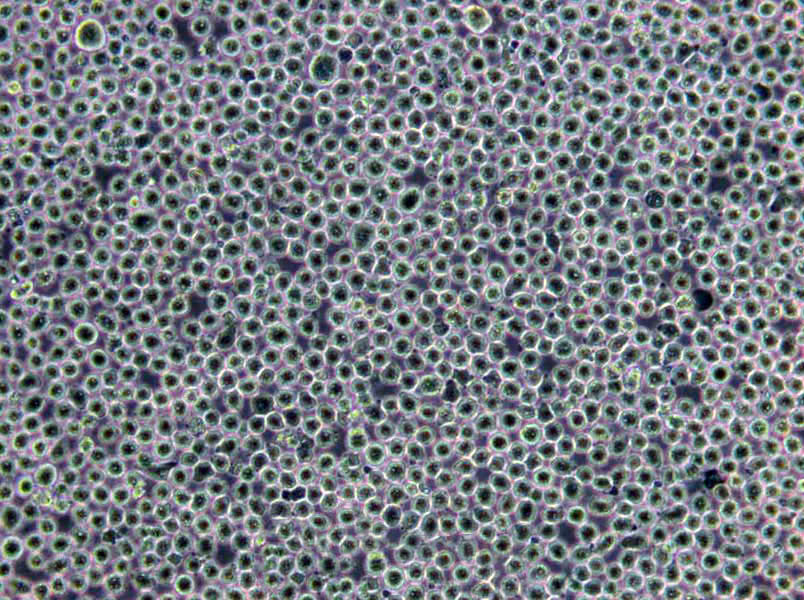 U-937 Cells(赠送Str鉴定报告)|人组织细胞淋巴瘤细胞,U-937 Cells