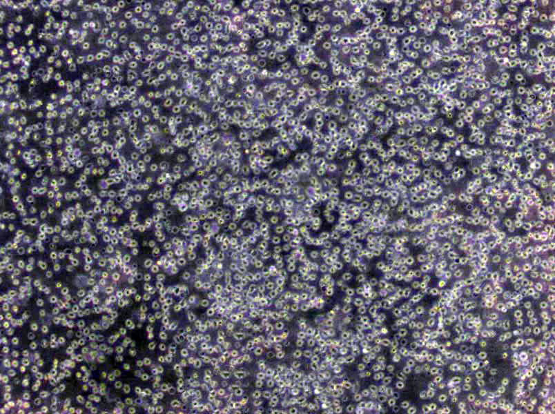 BLO-11 Cells(赠送Str鉴定报告)|小鼠骨骼成纤维细胞,BLO-11 Cells