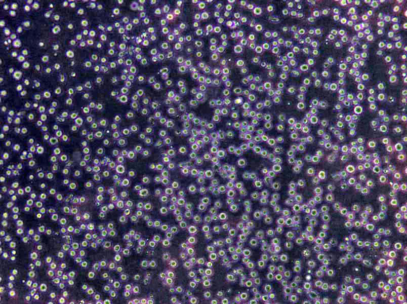 Rat1 Cells(赠送Str鉴定报告)|大鼠成纤维细胞,Rat1 Cells