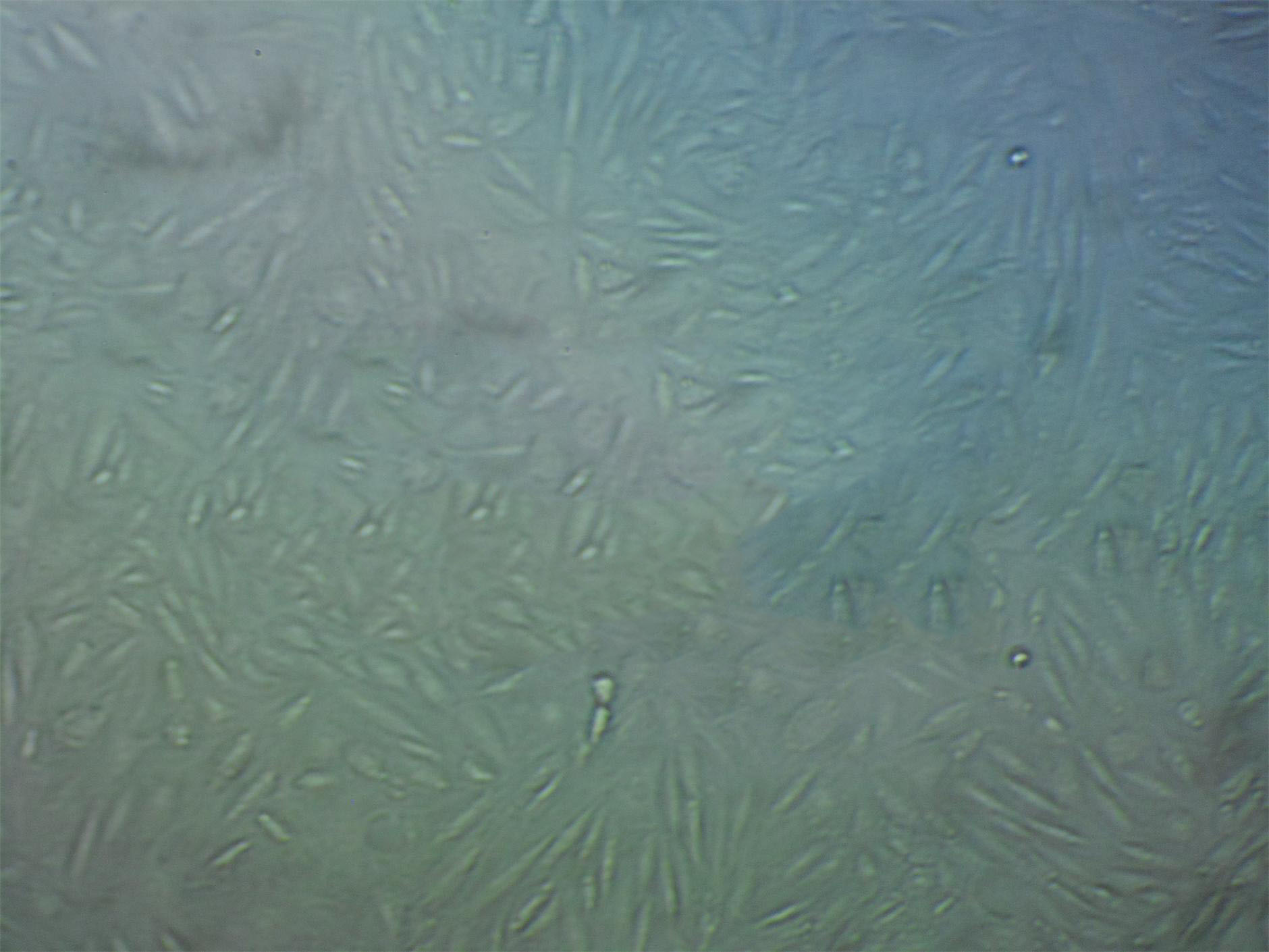 PT-K75 Cells(赠送Str鉴定报告)|猪鼻甲黏膜成纤维细胞,PT-K75 Cells
