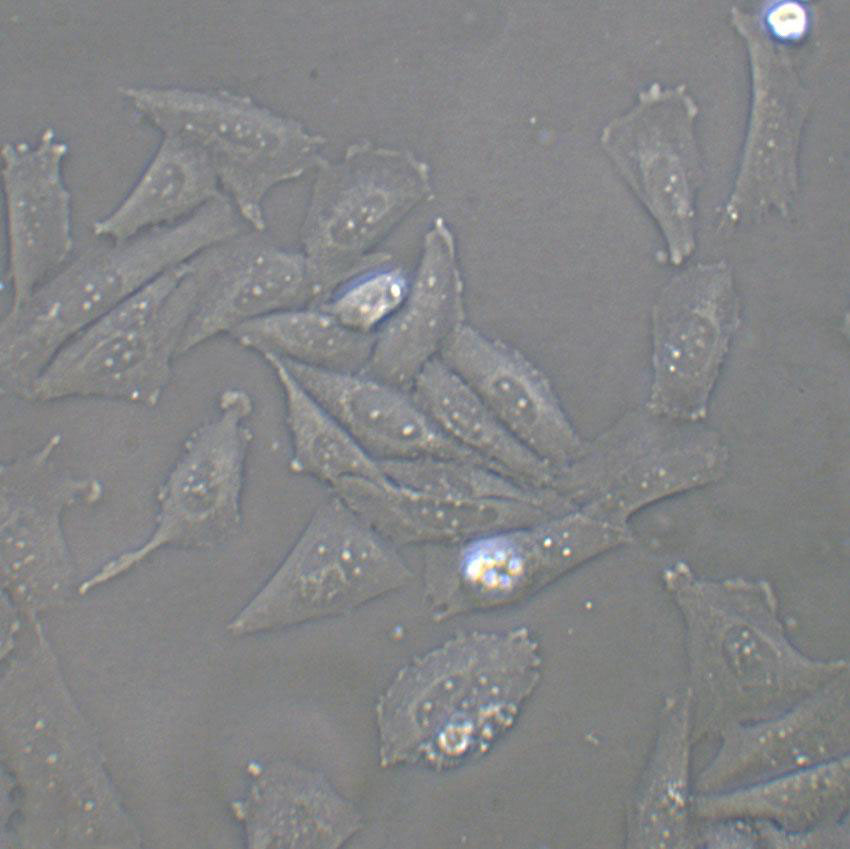 H19-7 Cells(赠送Str鉴定报告)|大鼠海马神经元细胞,H19-7 Cells