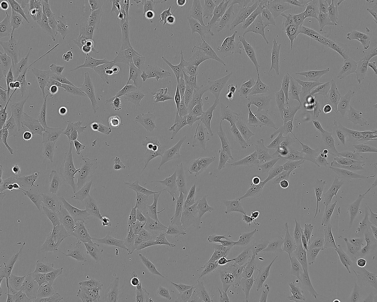 A549-Taxol Cells(赠送Str鉴定报告)|人肺癌细胞,A549-Taxol Cells