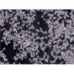 C8166 Cells(赠送Str鉴定报告)|人T淋巴细胞白血病细胞