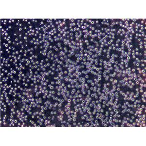 P388D1 Cells(赠送Str鉴定报告)|小鼠淋巴样瘤细胞