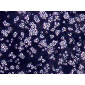 RBL-2H3 Cells(赠送Str鉴定报告)|大鼠嗜碱性粒细胞性白血病细胞