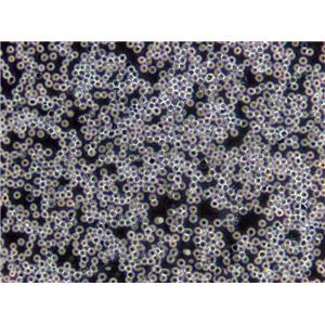 BDCM Cells(赠送Str鉴定报告)|急性髓系细胞白血病细胞