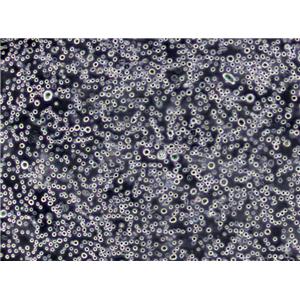 P388 Cells(赠送Str鉴定报告)|小鼠白血病细胞