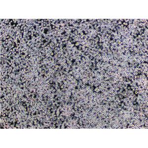 CTLL-2 Cells(赠送Str鉴定报告)|小鼠T淋巴细胞