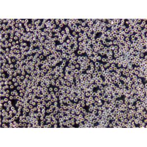 ANA-1 Cells(赠送Str鉴定报告)|小鼠巨噬细胞