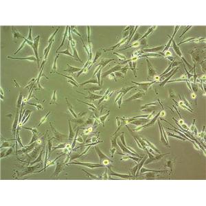 RFL-6 Cells(赠送Str鉴定报告)|大鼠成纤维细胞