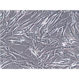 3T3-Swiss albino Cells(赠送Str鉴定报告)|小鼠胚胎成纤维细胞