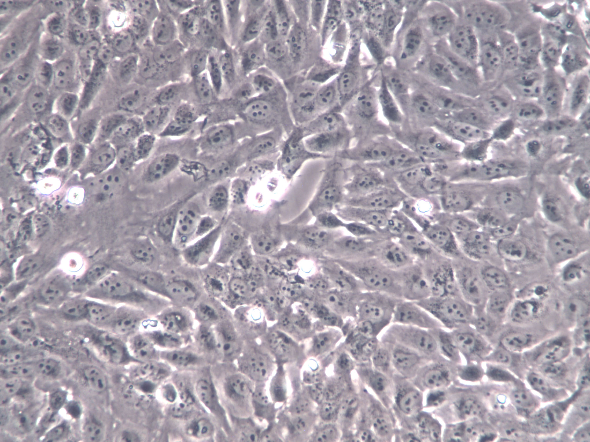 L-M(TK-) Cells|小鼠结缔组织克隆细胞(包送STR鉴定报告),L-M(TK-) Cells