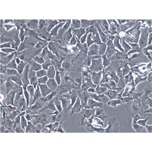 HEL-1 Cells|人胚肺二倍体克隆细胞(包送STR鉴定报告)