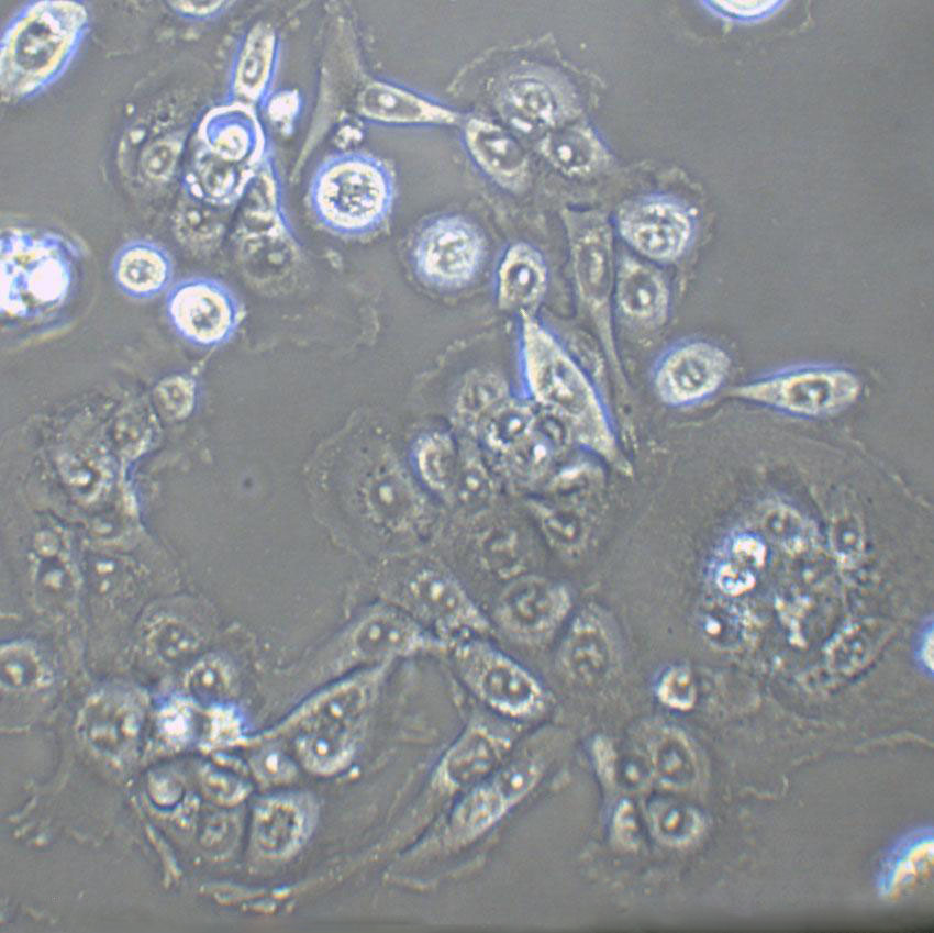NCL-H548 Cells(赠送Str鉴定报告)|人胰腺癌细胞,NCL-H548 Cells