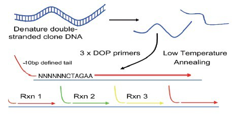 微細(xì)毛圓線蟲探針法熒光定量PCR試劑盒,Trichostrongylus tenuis