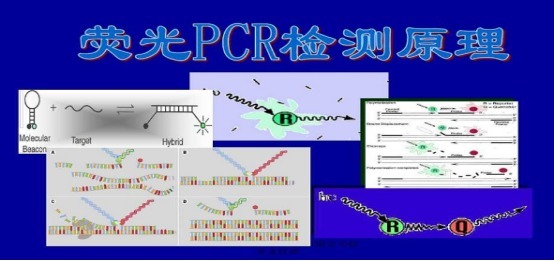 毛癣菌通用探针法荧光定量PCR试剂盒,Trichophyton spp.