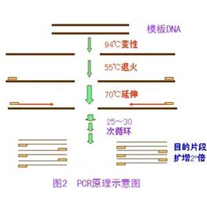 安氏毛圓線蟲探針?lè)晒舛縋CR試劑盒