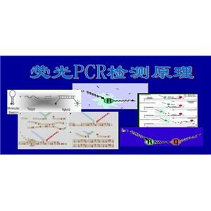 毛癣菌通用探针法荧光定量PCR试剂盒,Trichophyton spp.