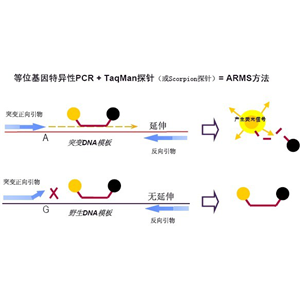 通用探针法荧光定量PCR试剂盒