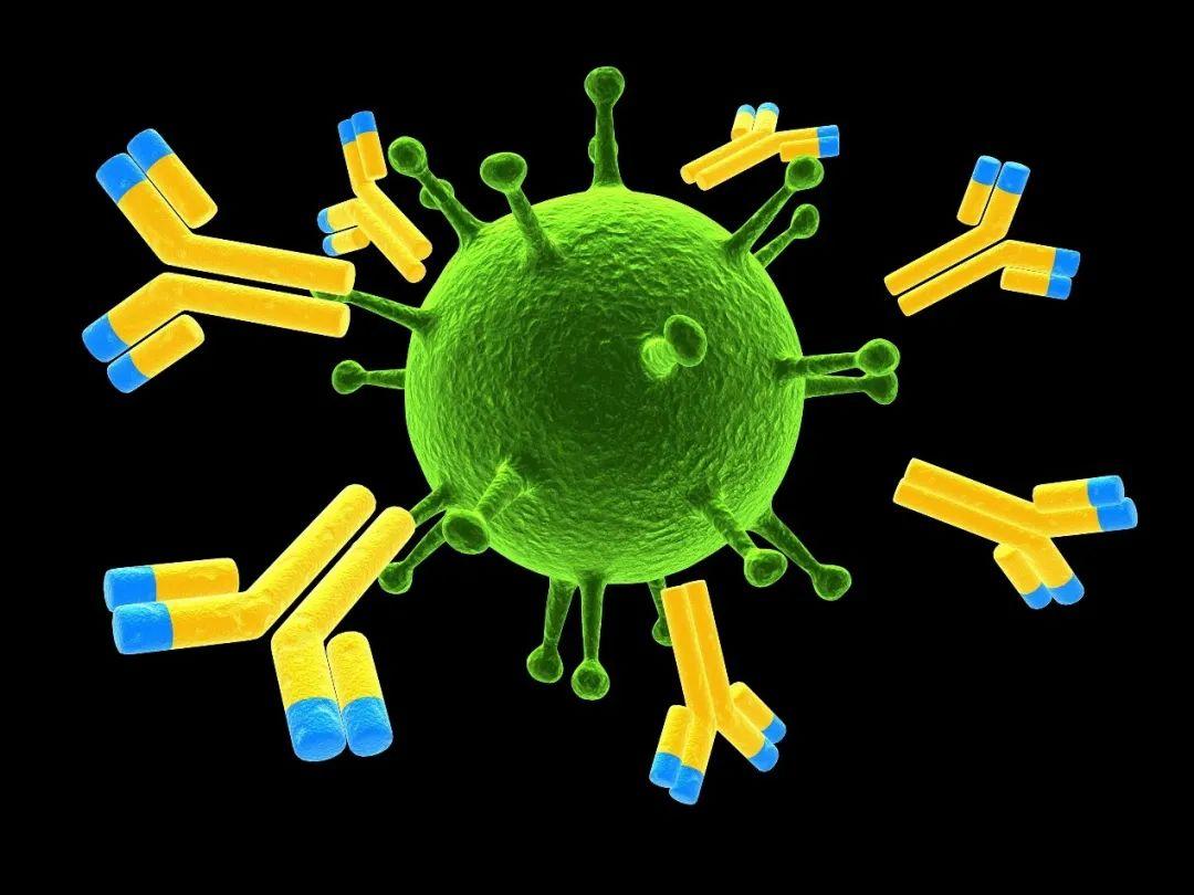 鼠抗人RBC抗体,RBC antibody