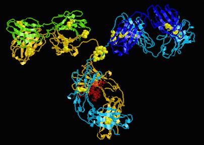 胃蛋白酶原II抗体,PGII antibody