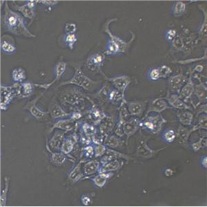 NCI-H2029 Cells|人小细胞肺癌克隆细胞(包送STR鉴定报告)