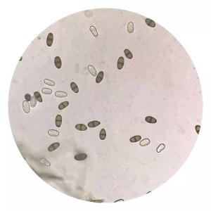 拟可可毛球二孢